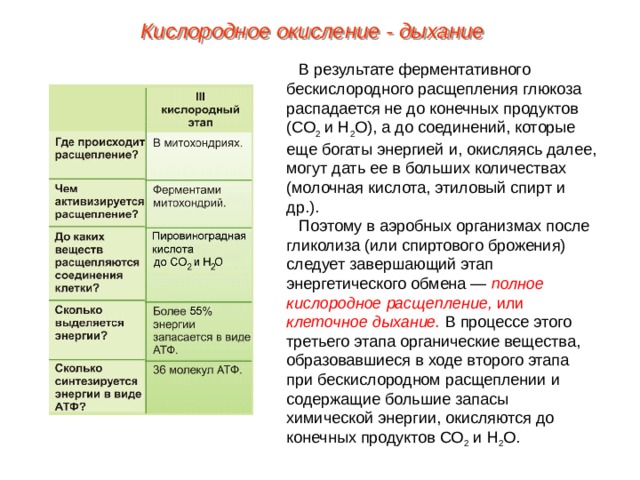 Кислородное окисление - дыхание В результате ферментативного бескислородного расщепления глюкоза распадается не до конечных продуктов (СО 2 и Н 2 О), а до соединений, которые еще богаты энергией и, окисляясь далее, могут дать ее в больших количествах (молочная кислота, этиловый спирт и др.). Поэтому в аэробных организмах после гликолиза (или спиртового брожения) следует завершающий этап энергетического обмена — полное кислородное расщепление, или клеточное дыхание. В процессе этого третьего этапа органические вещества, образовавшиеся в ходе второго этапа при бескислородном расщеплении и содержащие большие запасы химической энергии, окисляются до конечных продуктов СО 2 и Н 2 О. 