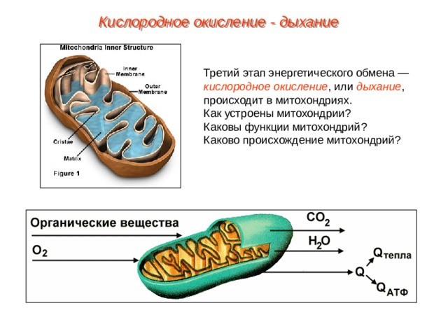 Кислородное окисление - дыхание Третий этап энергетического обмена — кислородное окисление , или дыхание , происходит в митохондриях. Как устроены митохондрии? Каковы функции митохондрий? Каково происхождение митохондрий? 