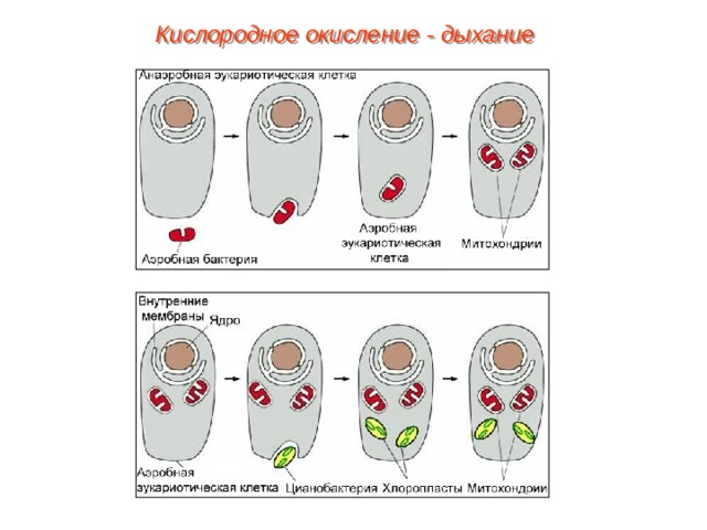 Кислородное окисление - дыхание 