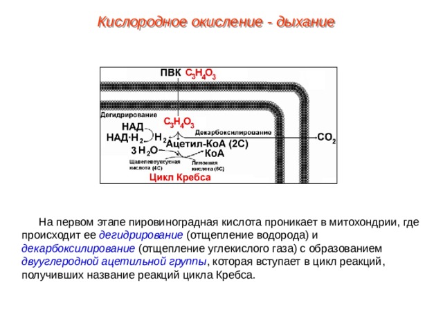 Кислородное окисление - дыхание На первом этапе пировиноградная кислота проникает в митохондрии, где происходит ее дегидрирование (отщепление водорода) и декарбоксилирование (отщепление углекислого газа) с образованием двууглеродной ацетильной группы , которая вступает в цикл реакций, получивших название реакций цикла Кребса. 