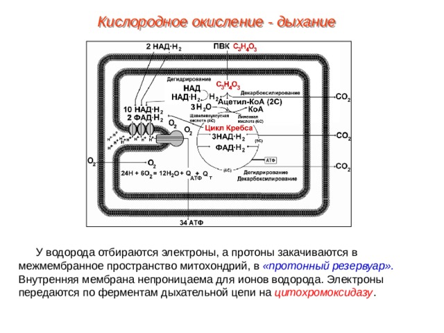 Кислородное окисление - дыхание У водорода отбираются электроны, а протоны закачиваются в межмембранное пространство митохондрий, в «протонный резервуар». Внутренняя мембрана непроницаема для ионов водорода. Электроны передаются по ферментам дыхательной цепи на цитохромоксидазу . 