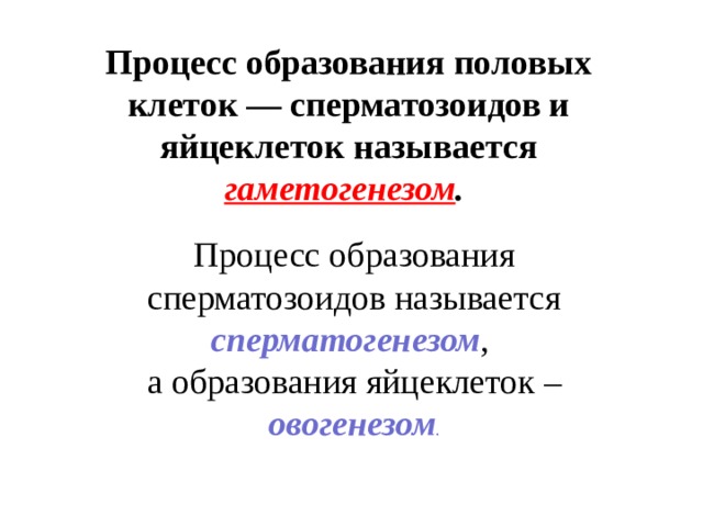 Процесс образования половых клеток — сперматозоидов и яйцеклеток называется гаметогенезом .  Процесс образования сперматозоидов называется сперматогенезом , а образования яйцеклеток – овогенезом . 