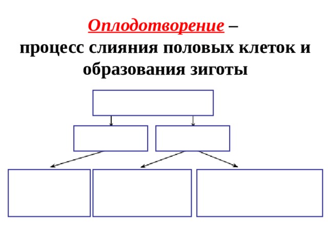 Оплодотворение – процесс слияния половых клеток и образования зиготы 