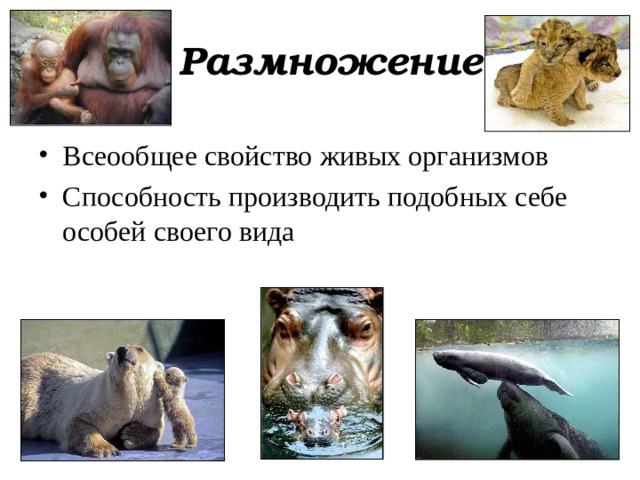 Размножение Всеообщее свойство живых организмов Способность производить подобных себе особей своего вида 