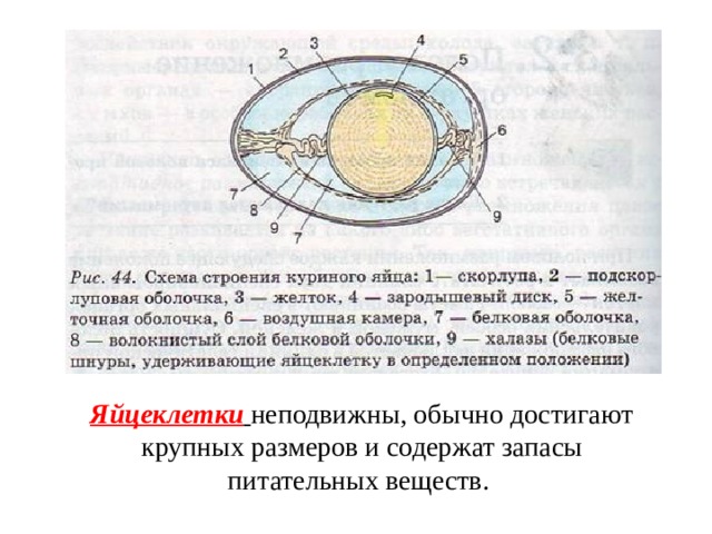Яйцеклетки  неподвижны, обычно достигают крупных размеров и содержат запасы питательных веществ. 
