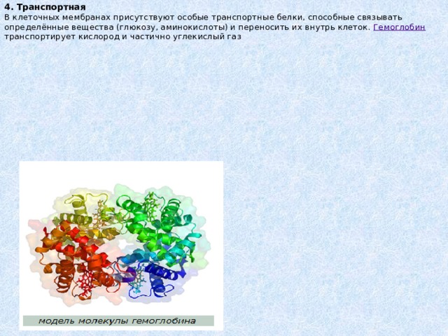 4. Транспортная  В клеточных мембранах присутствуют особые транспортные белки, способные связывать определённые вещества (глюкозу, аминокислоты) и переносить их внутрь клеток. Гемоглобин транспортирует кислород и частично углекислый газ 