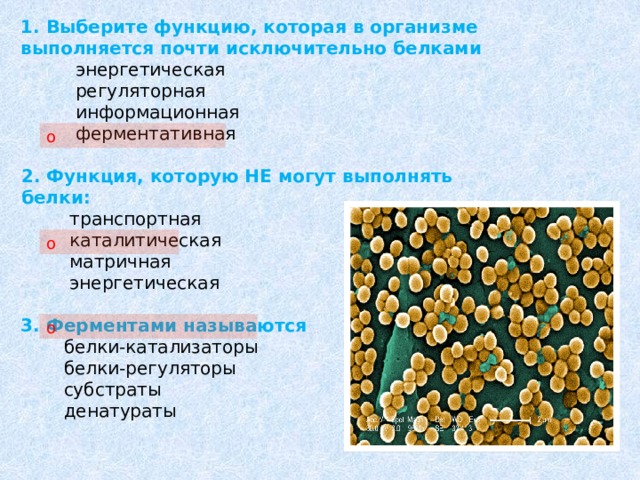 1. Выберите функцию, которая в организме выполняется почти исключительно белками    энергетическая    регуляторная    информационная    ферментативная  2. Функция, которую НЕ могут выполнять белки:    транспортная    каталитическая    матричная    энергетическая  3. Ферментами называются    белки-катализаторы    белки-регуляторы  субстраты  денатураты о о о 
