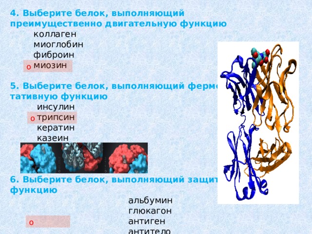 4. Выберите белок, выполняющий преимущественно двигательную функцию    коллаген    миоглобин    фиброин    миозин  5. Выберите белок, выполняющий фермен- тативную функцию    инсулин    трипсин    кератин    казеин  6. Выберите белок, выполняющий защитную функцию   альбумин  глюкагон  антиген  антитело о о о 