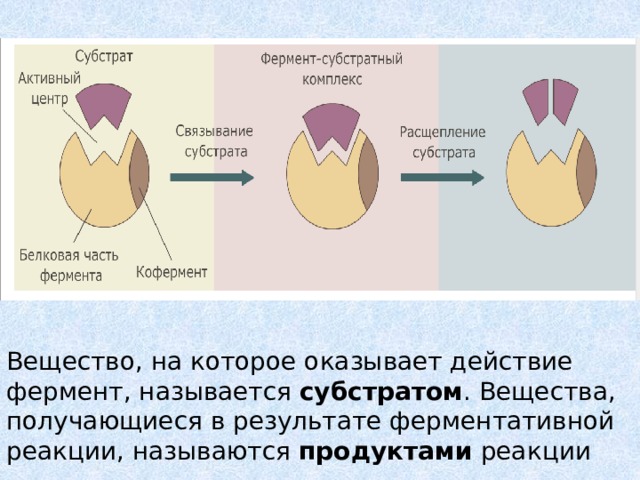 Вещество, на которое оказывает действие фермент, называется субстратом . Вещества, получающиеся в результате ферментативной реакции, называются продуктами реакции 