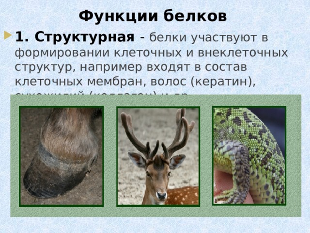 Функции белков 1. Структурная - белки участвуют в формировании клеточных и внеклеточных структур, например входят в состав клеточных мембран, волос (кератин), сухожилий (коллаген) и др. 
