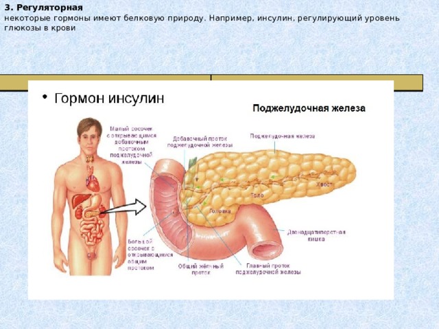 3. Регуляторная  некоторые гормоны имеют белковую природу. Например, инсулин, регулирующий уровень глюкозы в крови     