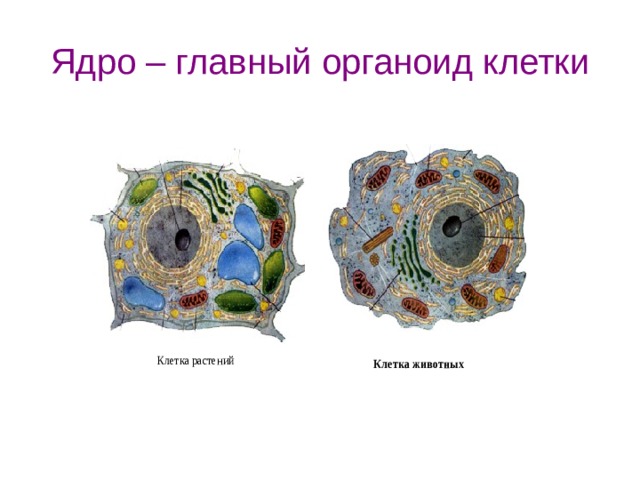 Ядро – главный органоид клетки 
