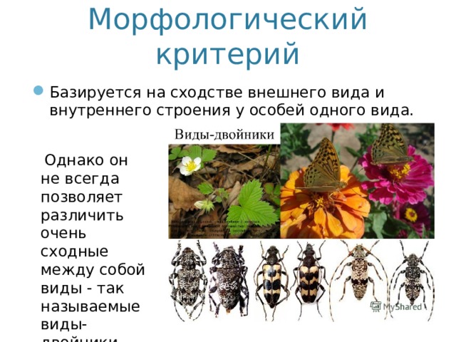 Морфологический критерий Базируется на сходстве внешнего вида и внутреннего строения у особей одного вида.  Однако он не всегда позволяет различить очень сходные между собой виды - так называемые виды-двойники. 
