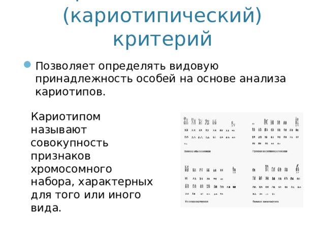 Цитогенетический (кариотипический) критерий Позволяет определять видовую принадлежность особей на основе анализа кариотипов. Кариотипом называют совокупность признаков хромосомного набора, характерных для того или иного вида. 