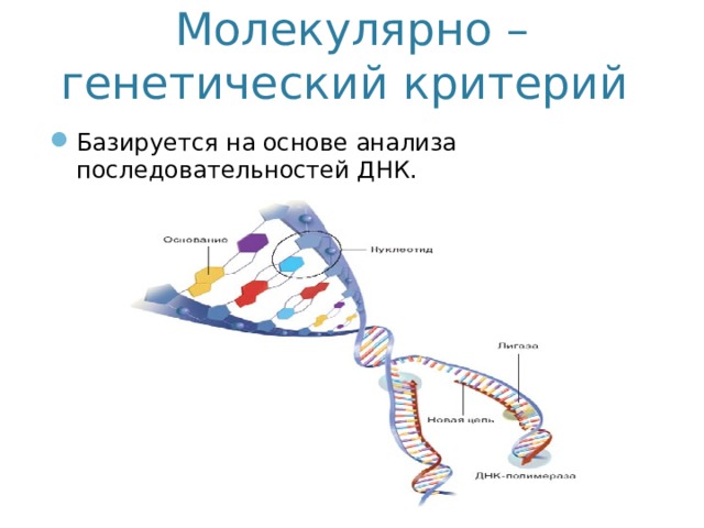 Молекулярно – генетический критерий Базируется на основе анализа последовательностей ДНК. 