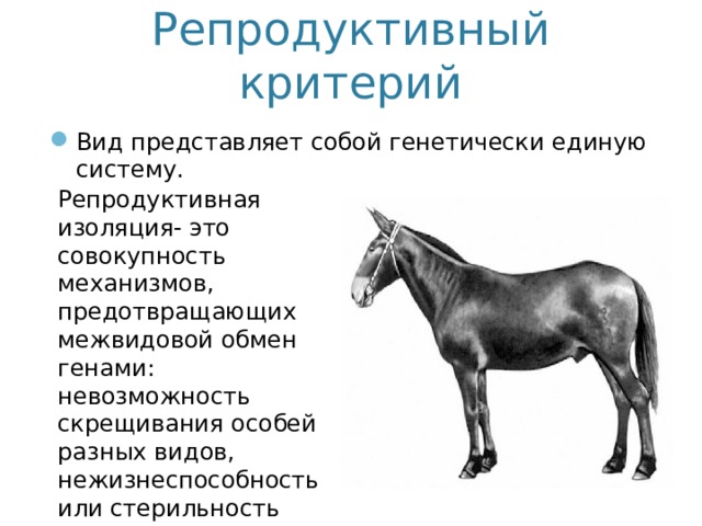 Репродуктивный критерий Вид представляет собой генетически единую систему. Репродуктивная изоляция- это совокупность механизмов, предотвращающих межвидовой обмен генами: невозможность скрещивания особей разных видов, нежизнеспособность или стерильность межвидовых гибридов 