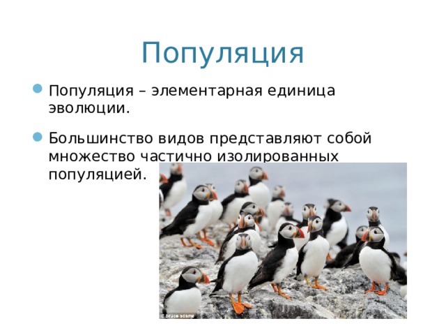 Популяция Популяция – элементарная единица эволюции. Большинство видов представляют собой множество частично изолированных популяцией. 