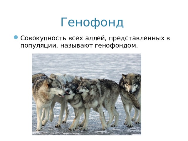 Генофонд  Совокупность всех аллей, представленных в популяции, называют генофондом. 