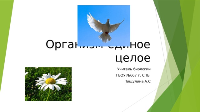 Организм-единое целое Учитель биологии  ГБОУ №667 г. СПБ Пищулина А.С 