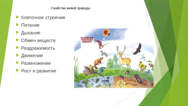 Свойства живой природы Клеточное строение Питание Дыхание Обмен веществ Раздражимость Движение Размножение Рост и развитие 