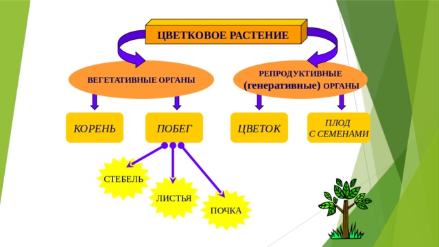 ЦВЕТКОВОЕ РАСТЕНИЕ ВЕГЕТАТИВНЫЕ ОРГАНЫ РЕПРОДУКТИВНЫЕ  (генеративные) ОРГАНЫ ПЛОД ЦВЕТОК ПОБЕГ КОРЕНЬ С СЕМЕНАМИ СТЕБЕЛЬ ЛИСТЬЯ ПОЧКА 
