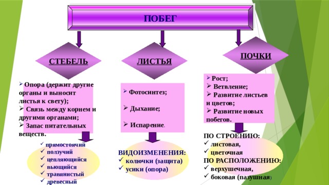 ПОБЕГ ПОЧКИ ЛИСТЬЯ СТЕБЕЛЬ  Рост;  Ветвление ;  Развитие листьев и цветов;  Развитие новых побегов.  Фотосинтез ;   Дыхание;   Испарение .  Опора (держит другие органы и выносит листья к свету);  Связь между корнем и другими органами;  Запас питательных веществ. ПО СТРОЕНИЮ:  листовая,  цветочная ПО РАСПОЛОЖЕНИЮ:  верхушечная,  боковая (пазушная ) ВИДОИЗМЕНЕНИЯ:  колючки (защита)  усики (опора)  прямостоячий  ползучий  цепляющийся  вьющийся  травянистый  древесный 