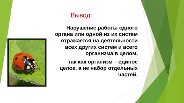 Вывод: Нарушение работы одного органа или одной из их систем отражается на деятельности всех других систем и всего организма в целом,  так как организм – единое целое, а не набор отдельных частей. 