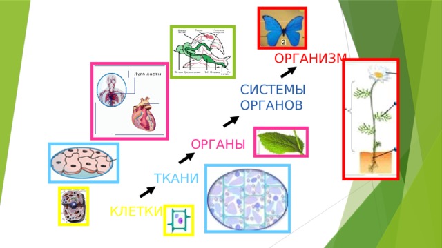 ОРГАНИЗМ СИСТЕМЫ ОРГАНОВ ОРГАНЫ ТКАНИ КЛЕТКИ 