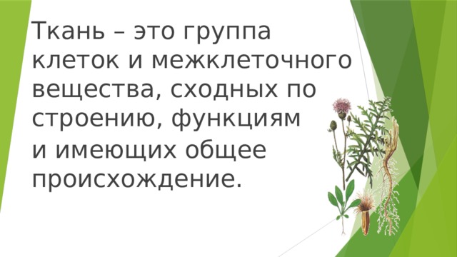 Ткань – это группа клеток и межклеточного вещества, сходных по строению, функциям и имеющих общее происхождение. 