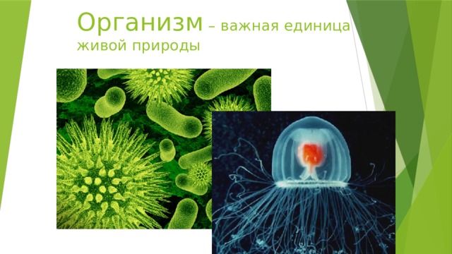 Организм – важная единица живой природы 