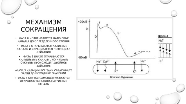 МЕХАНИЗМ СОКРАЩЕНИЯ Фаза 0 – открываются натриевые каналы до определенного уровня Фаза 1 открываются калиевые каналы и сбрасывается потенциал действия Фаза 2 плато открываются кальциевые каналы , но и калие открыты происходит двойное действие Фаза 3 кальций все таки сбрасывает заряд до исходных значений Фаза 4 клетки самовозбуждаются открываются снова натриевые каналы 