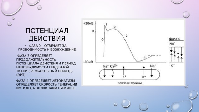 Потенциал действия Фаза 0 – отвечает за проводимость и возбуждение  Фаза 3 определяет продолжительность потенциала действия и период невозбудимости сердечной ткани ( рефрактерный период) (ЭРП) Фаза 4 определяет автоматизм определяет скорость генерации импульса волокнами Пуркинье 