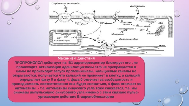 Механизм действия ПРОПРОНОЛОЛ действует на В1 адренореецептор блокирует его , не происходит активизации аденилатциклазы атф не превращается в цамы не происходит запуск протеинкиназы, кальциевые каналы не открываются, получается что кальций не проникает в клетку, а кальций определяет фазу 0 и фазу 4, фаза 0 отвечает за возбудимость и проводисмость соответственно она будет снижаться, 4 фаза отвечает за автоматизм - т.е. автоматизм синусовго узла тоже снижается, т.е. мы снижаем импульсацию синусового узла именно с этим связано пульс-уряжающее действие B-адреноблокаторов 