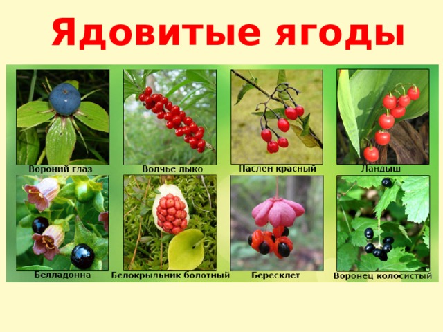 Ядовитые ягоды 