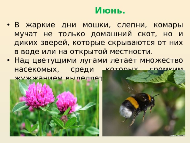 Июнь. В жаркие дни мошки, слепни, комары мучат не только домашний скот, но и диких зверей, которые скрываются от них в воде или на открытой местности. Над цветущими лугами летает множество насекомых, среди которых громким жужжанием выделяется шмель — лучший опылитель клевера. 