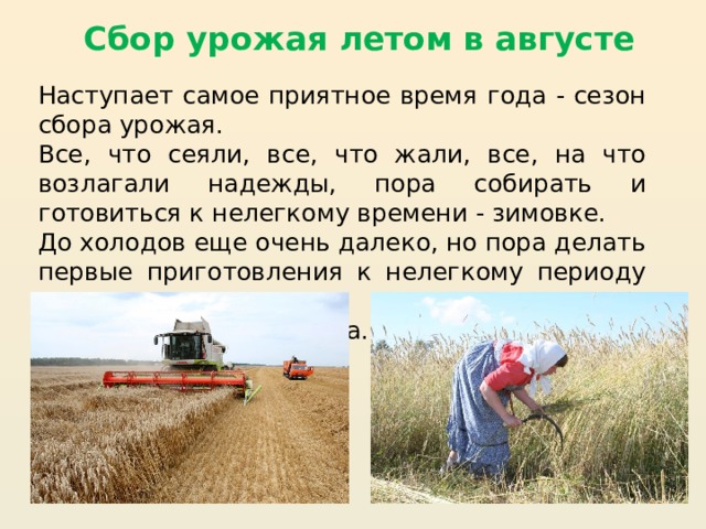 Сбор урожая летом в августе Наступает самое приятное время года - сезон сбора урожая. Все, что сеяли, все, что жали, все, на что возлагали надежды, пора собирать и готовиться к нелегкому времени - зимовке. До холодов еще очень далеко, но пора делать первые приготовления к нелегкому периоду зимы. Начинается жатва хлеба. 