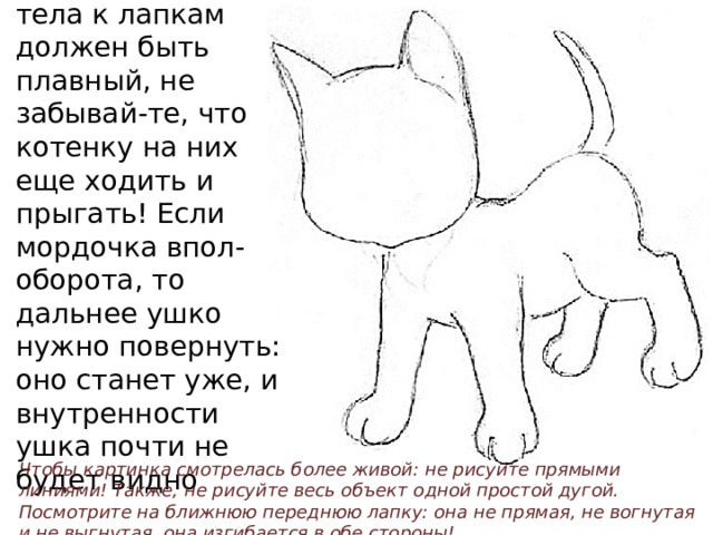 Теперь соединяем части. Переход от тела к лапкам должен быть плавный, не забывай-те, что котенку на них еще ходить и прыгать! Если мордочка впол-оборота, то дальнее ушко нужно повернуть: оно станет уже, и внутренности ушка почти не будет видно Чтобы картинка смотрелась более живой: не рисуйте прямыми линиями! Также, не рисуйте весь объект одной простой дугой. Посмотрите на ближнюю переднюю лапку: она не прямая, не вогнутая и не выгнутая, она изгибается в обе стороны! 