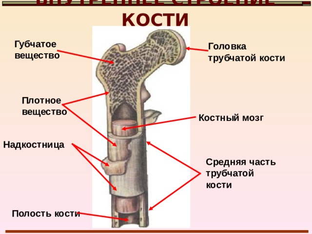 ВИДЫ КОСТЕЙ Форма Место расположения Трубчатые  (длинные и короткие) Плоские  Примеры Где необходима большая амплитуда движений (рычаги тела) Короткие   (губчатые и смешанные) Где необходима защитная функция костей Кости конечностей, кости пясти, плюсны, фаланги пальцев  Кости свода черепа, лопатка, грудина, тазовая кость Где большая нагрузка сочетается с подвижностью Запястье, предплюсна, надколенник, позвонки 