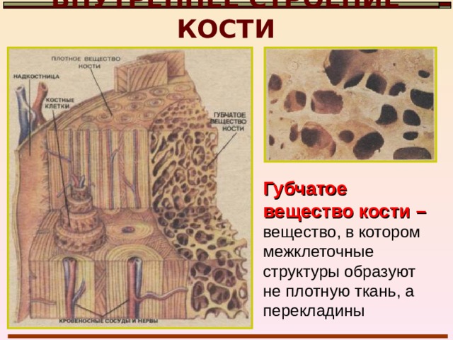 ВНУТРЕННЕЕ СТРОЕНИЕ КОСТИ Компактное вещество кости – вещество, располагающееся под надкостницей. Его состав-ляет множество многослойных параллельно расположенных цилиндров, состоящих из костных пластинок. 