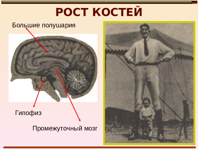ВНУТРЕННЕЕ СТРОЕНИЕ КОСТИ «Балки» губчатого вещества расположены в направлениях, по которым кость испытывает действие силы тяжести и растяжение прикрепляющихся к ней мышц 