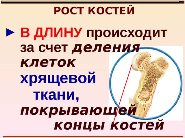 РОСТ КОСТЕЙ В ТОЛЩИНУ происходит за счет надкостницы: клетки ее внутренней поверхности делятся, на поверхности кости образуются новые слои клеток, а вокруг них – межклеточное вещество.  