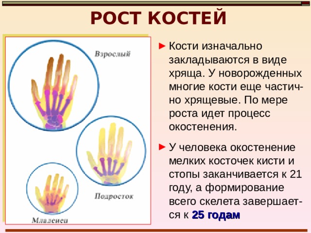 РОСТ КОСТЕЙ В ДЛИНУ происходит за счет деления клеток  хрящевой ткани,  покрывающей концы костей 