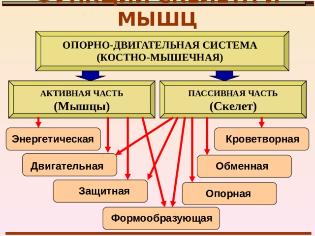 ФУНКЦИИ СКЕЛЕТА И МЫШЦ ОПОРНО-ДВИГАТЕЛЬНАЯ СИСТЕМА (КОСТНО-МЫШЕЧНАЯ) АКТИВНАЯ ЧАСТЬ (Мышцы) ПАССИВНАЯ ЧАСТЬ (Скелет) Энергетическая  Кроветворная Обменная  Двигательная  Защитная  Опорная  Формообразующая  