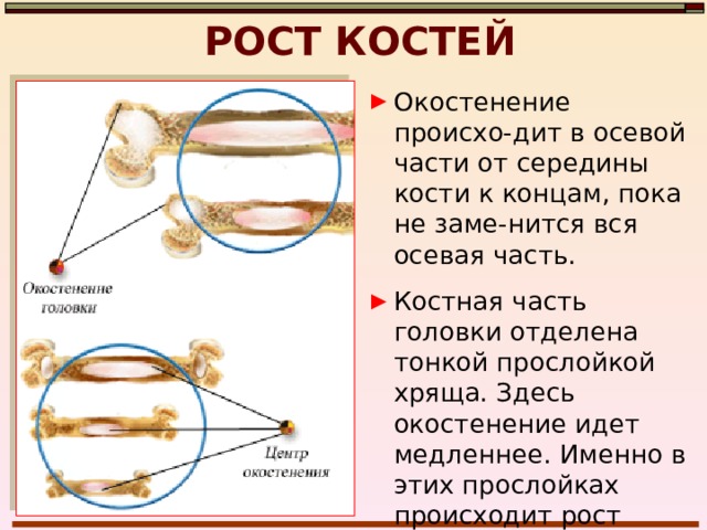 РОСТ КОСТЕЙ Кости изначально закладываются в виде хряща. У новорожденных многие кости еще частич-но хрящевые. По мере роста идет процесс окостенения. У человека окостенение мелких косточек кисти и стопы заканчивается к 21 году, а формирование всего скелета завершает-ся к 25 годам 