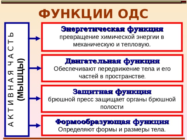 А К Т И В Н А Я Ч А С Т Ь  (МЫШЦЫ) ФУНКЦИИ ОДС Энергетическая функция превращение химической энергии в механическую и тепловую. Двигательная функция Обеспечивают передвижение тела и его частей в пространстве . Защитная функция брюшной пресс защищает органы брюшной полости Формообразующая функция Определяют формы и размеры тела. 