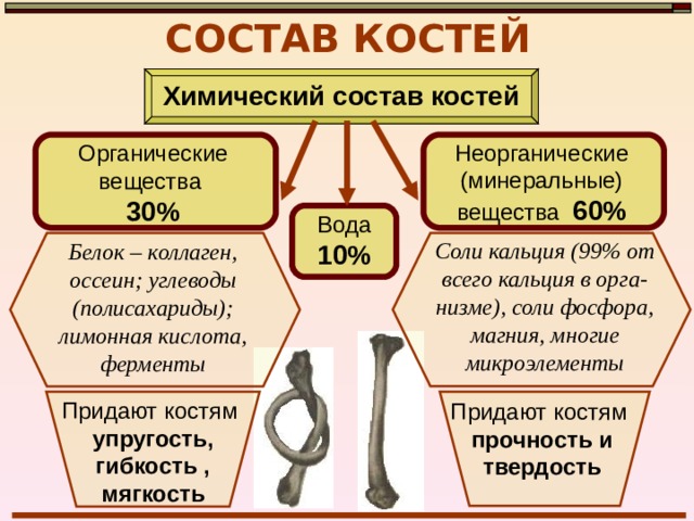 СОСТАВ КОСТЕЙ Костная ткань Костные клетки - остеоциты Плотное межклеточное вещество (2/3) 