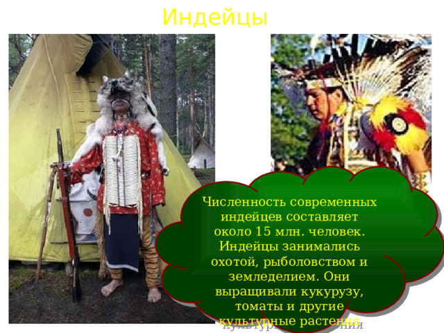 Индейцы Численность современных индейцев составляет около 15 млн. человек. Индейцы занимались охотой, рыболовством и земледелием. Они выращивали кукурузу, томаты и другие культурные растения 