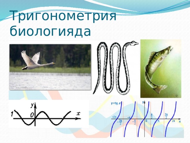 Тригонометрия биологияда 