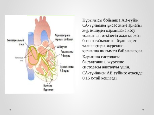 Құрылысы бойынша АВ-түйін СА-түйінмен ұқсас және арнайы жүрекшеден қарыншаға қозу толқынын өткізетін жалғыз жол болып табылатын бұлшық ет талшықтары-жүрекше – қарынша шоғымен байланысқан. Қарынша систоласы басталғанша, жүрекше систоласы аяқталуы үшін, СА-түйіннен АВ түйінге өткенде 0,15 с-тай кешігеді. 