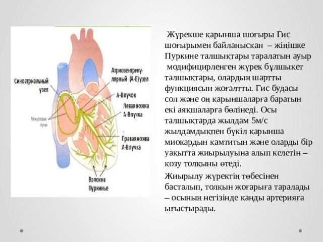  Жүрекше қарынша шоғыры Гис шоғырымен байланысқан – жіңішке Пуркине талшықтары таралатын ауыр модифицирленген жүрек бұлшықет талшықтары, олардың шартты функциясын жоғалтты. Гис будасы сол және оң қарыншаларға баратын екі аяқшаларға бөлінеді. Осы талшықтарда жылдам 5м/с жылдамдықпен бүкіл қарынша миокардын қамтитын және оларды бір уақытта жиырылуына алып келетін – қозу толқыны өтеді. Жиырылу жүректің төбесінен басталып, толқын жоғарыға таралады – осының негізінде қанды артерияға ығыстырады. 